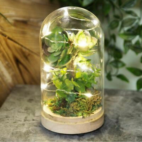 LED Light Up Glass Dome With Artificial Succulent